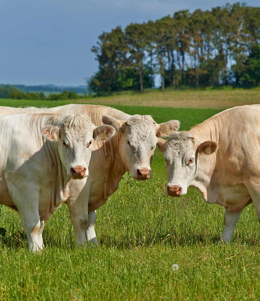 Circle8 Bulls Rhyme 01